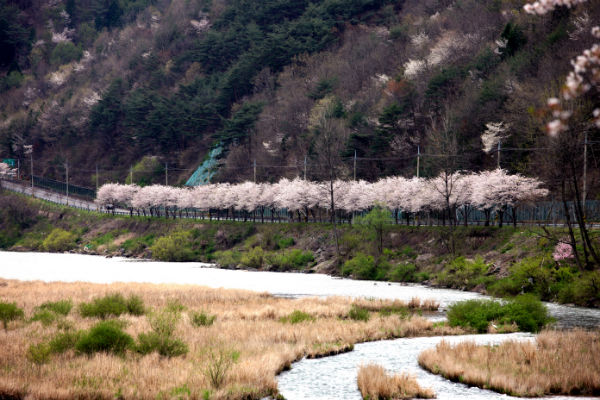 ▲ 2015년 곡성 대황강변 벚꽃