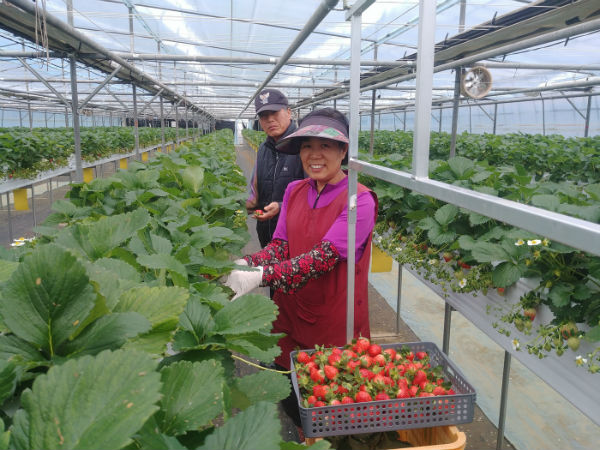 ▲ 고설 수경재배 관련 허상모 농가 가족 딸기 수확 모습