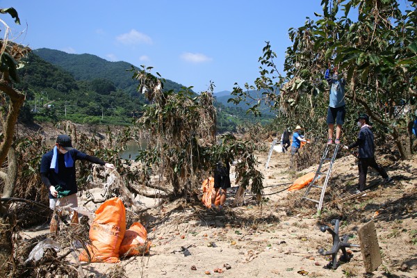 ▲ 구례읍 유곡마을 섬진강변 감나무밭에 걸린 폐기물 수거 작업을 자원봉사자들이 하고 있다